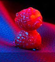 CUIR INFRAROUGE EXTRAIT - 50MI