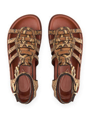 Goldie gladiator
