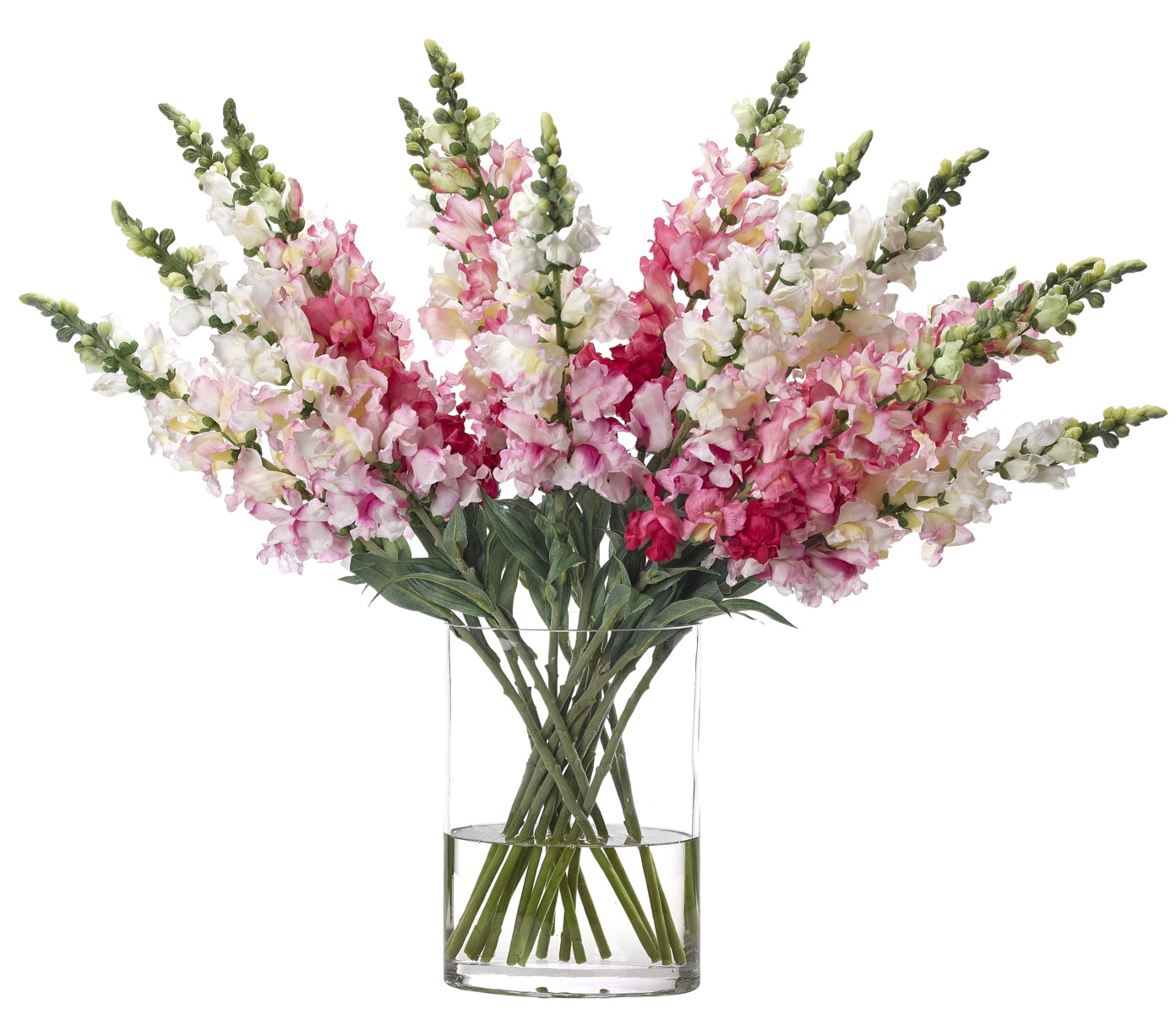 SNAPDRAGON, PINK WHITE,