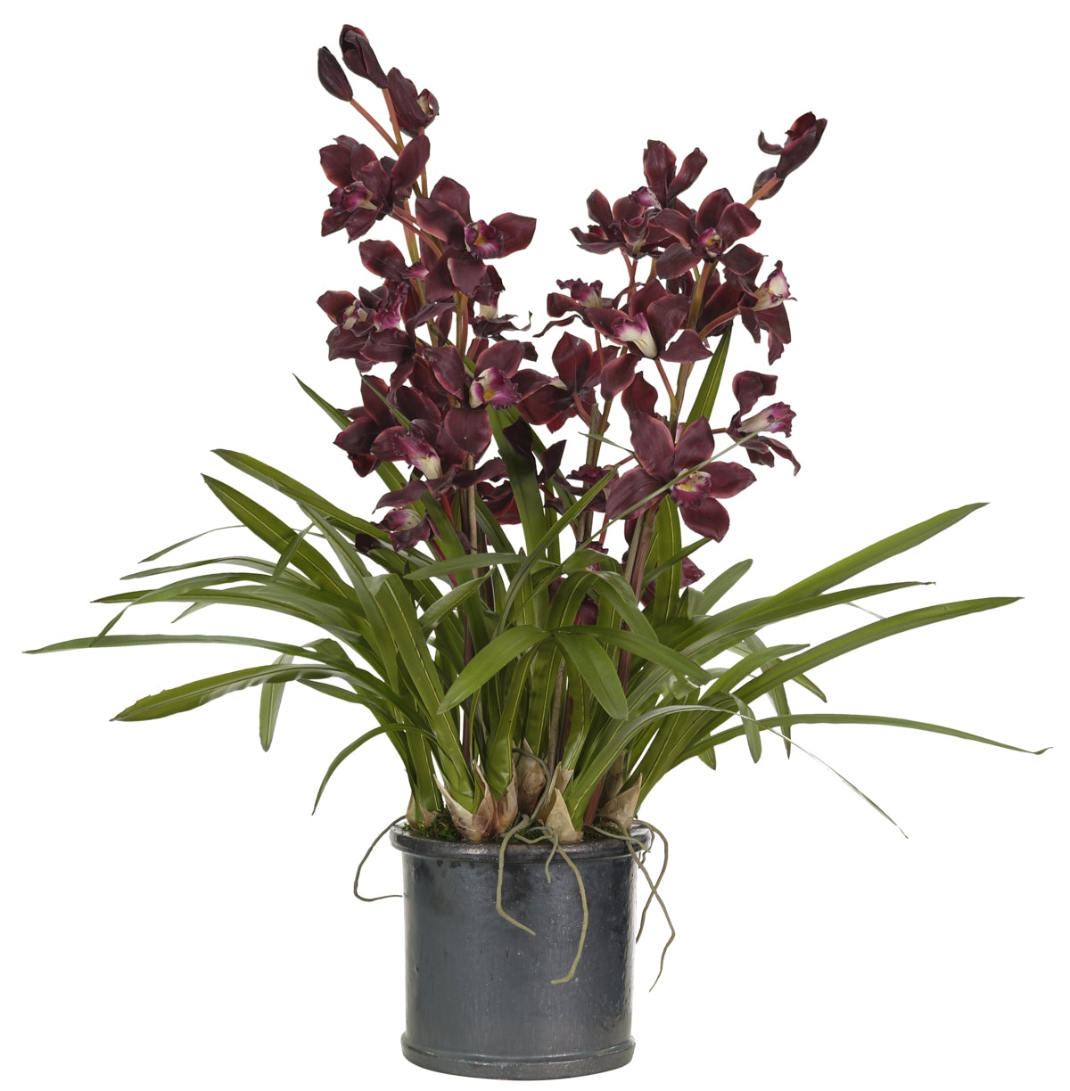 ORCHID CYMBIDIUM, PURPLE, POTTERY CROCK