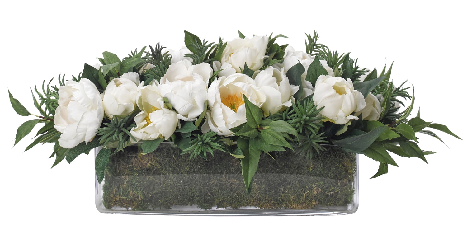 PEONY SUCCULENT, WHITE GREEN, MOSS GARDEN