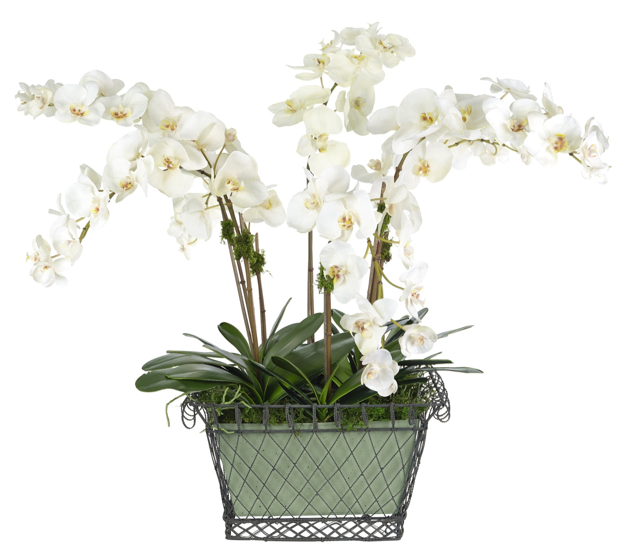 ORCHID PHALAENOPSIS, WHITE, CREAM, WIRE BASKET