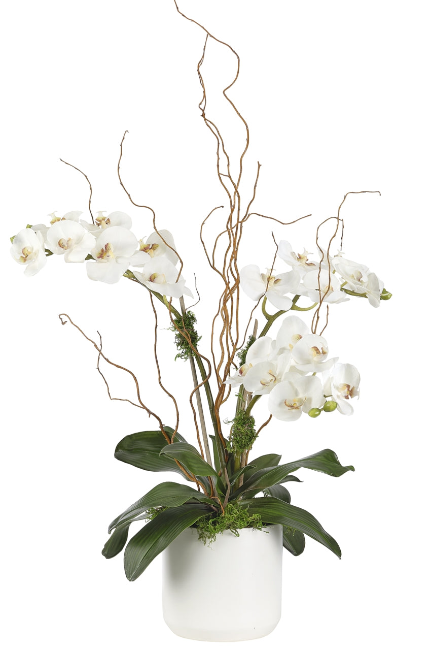 ORCHID PHALAENOPSIS, WHITE, CERAMIC PLANTER