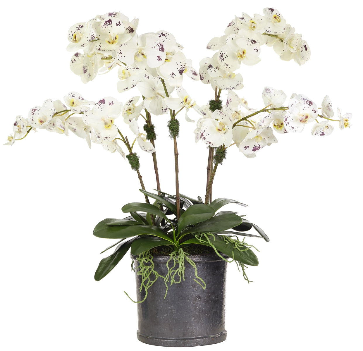 ORCHID PHALAENOPSIS,WHITE BURGUNDY,POTTERY CROCK