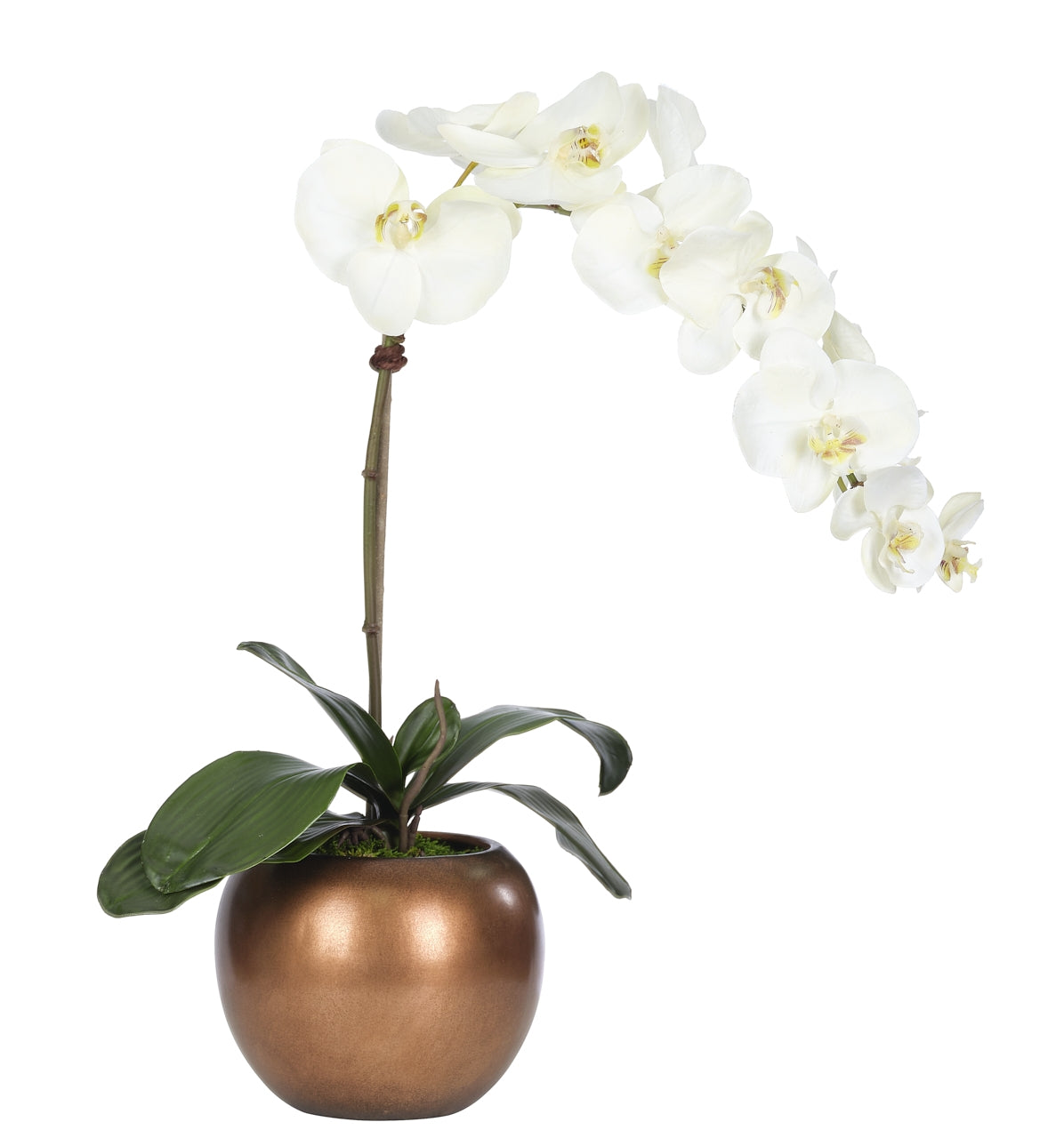 ORCHID PHALAENOPSIS, WHITE, POTTERY BOWL