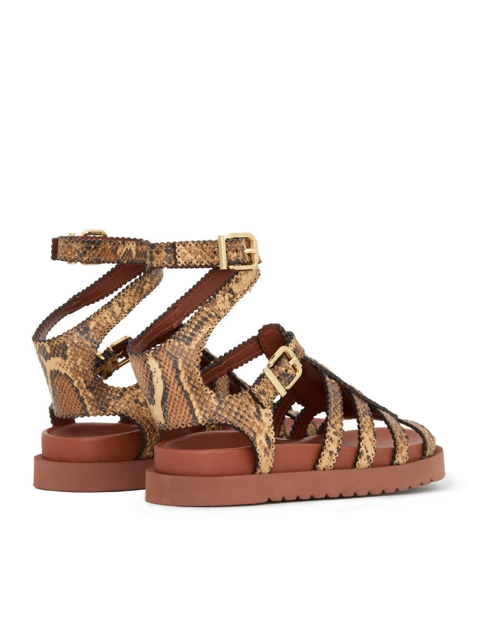 Goldie gladiator