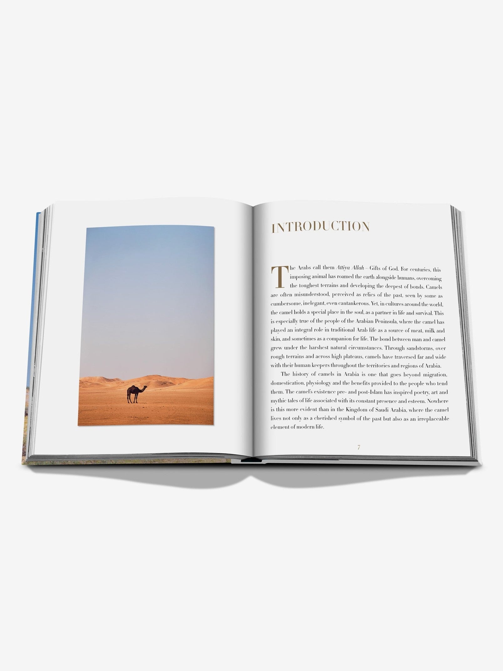 Camels from saudi arabia (classic)