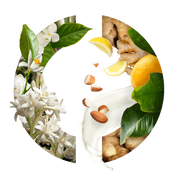 Tubéreuse Merveilleuse