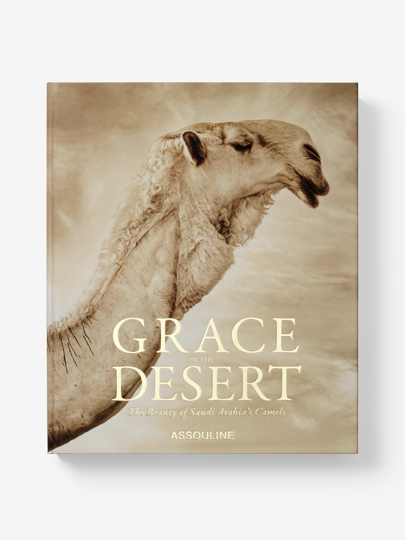 Grace in the desert: the beauty of saudi arabia's camels