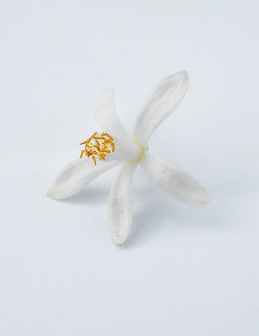 Neroli_002_368b99bc-8f49-40fb-ab62-2e9d90f8bf87.jpg