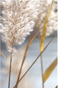 Papyrus Moléculaire Eau de parfum