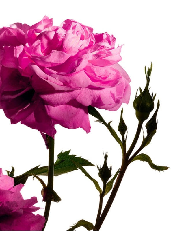 Mp24 radical rose extrait 100ml