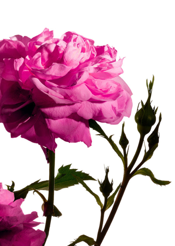 MP23 H/B Lot Radical R 300ML