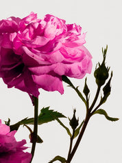 Matiere premiere rose de mai grasse 220g cnd