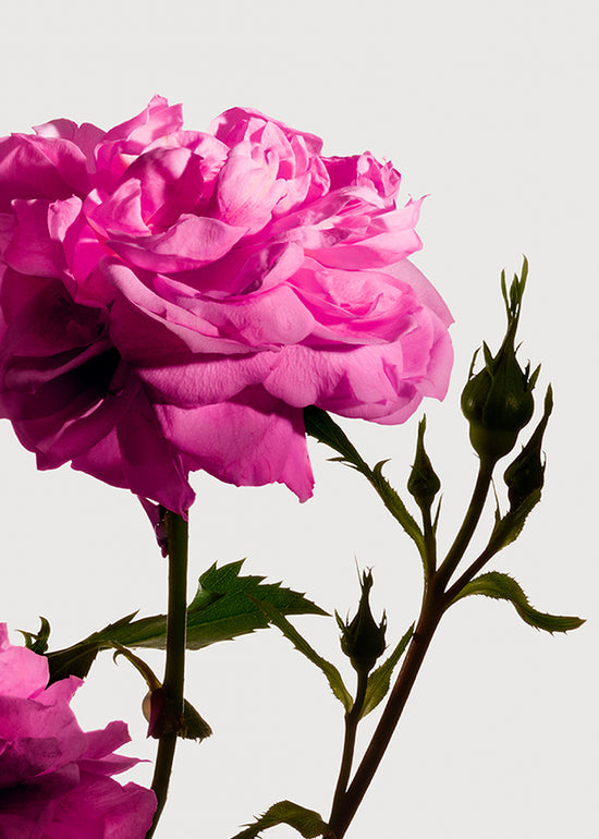 Matiere premiere rose de mai grasse 220g cnd