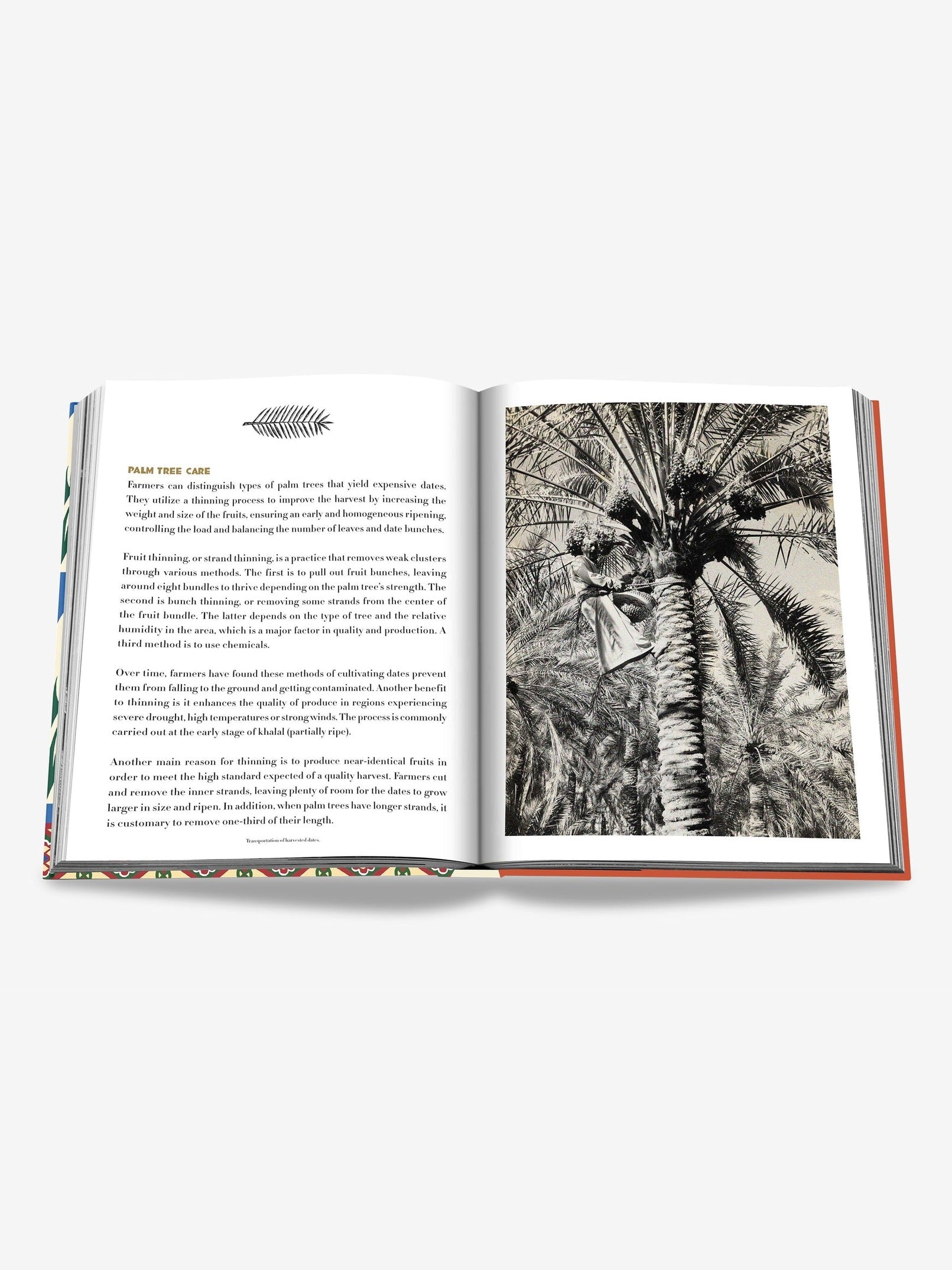 Saudi dates: a portrait of the sacred fruit