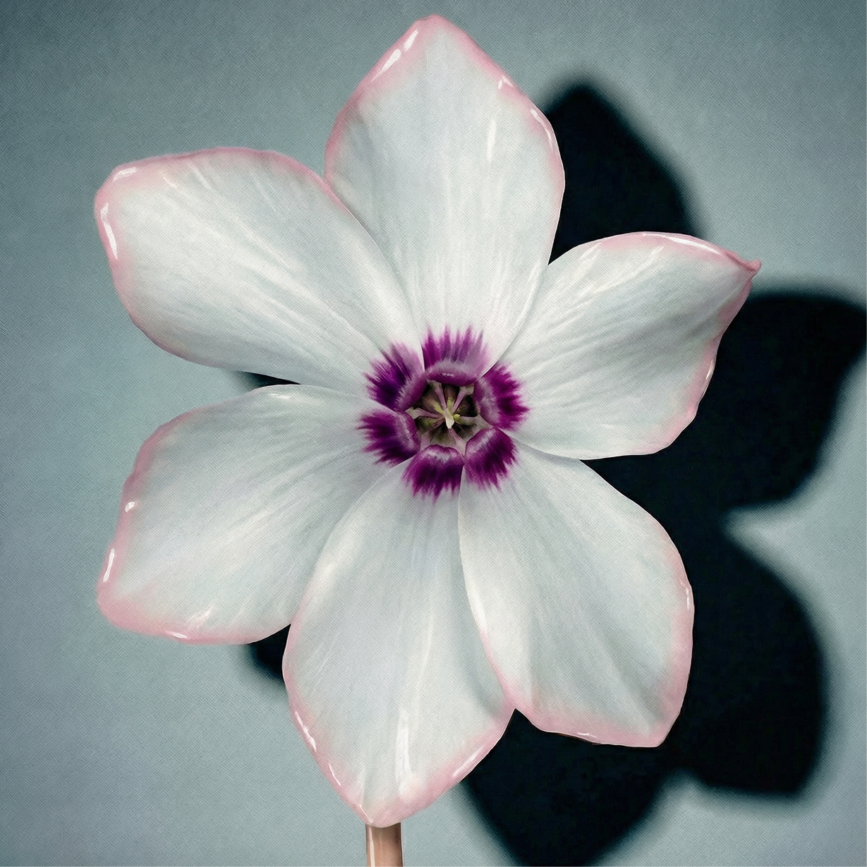 ZENOLOGY__Olfactive_Art_Orchidecae_1.png