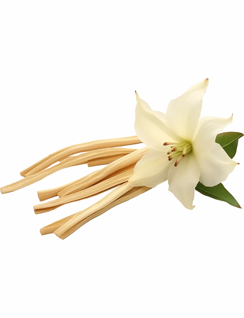 dried-vanilla-sticks-flower-white-background-closeup-0-1024x678.webp