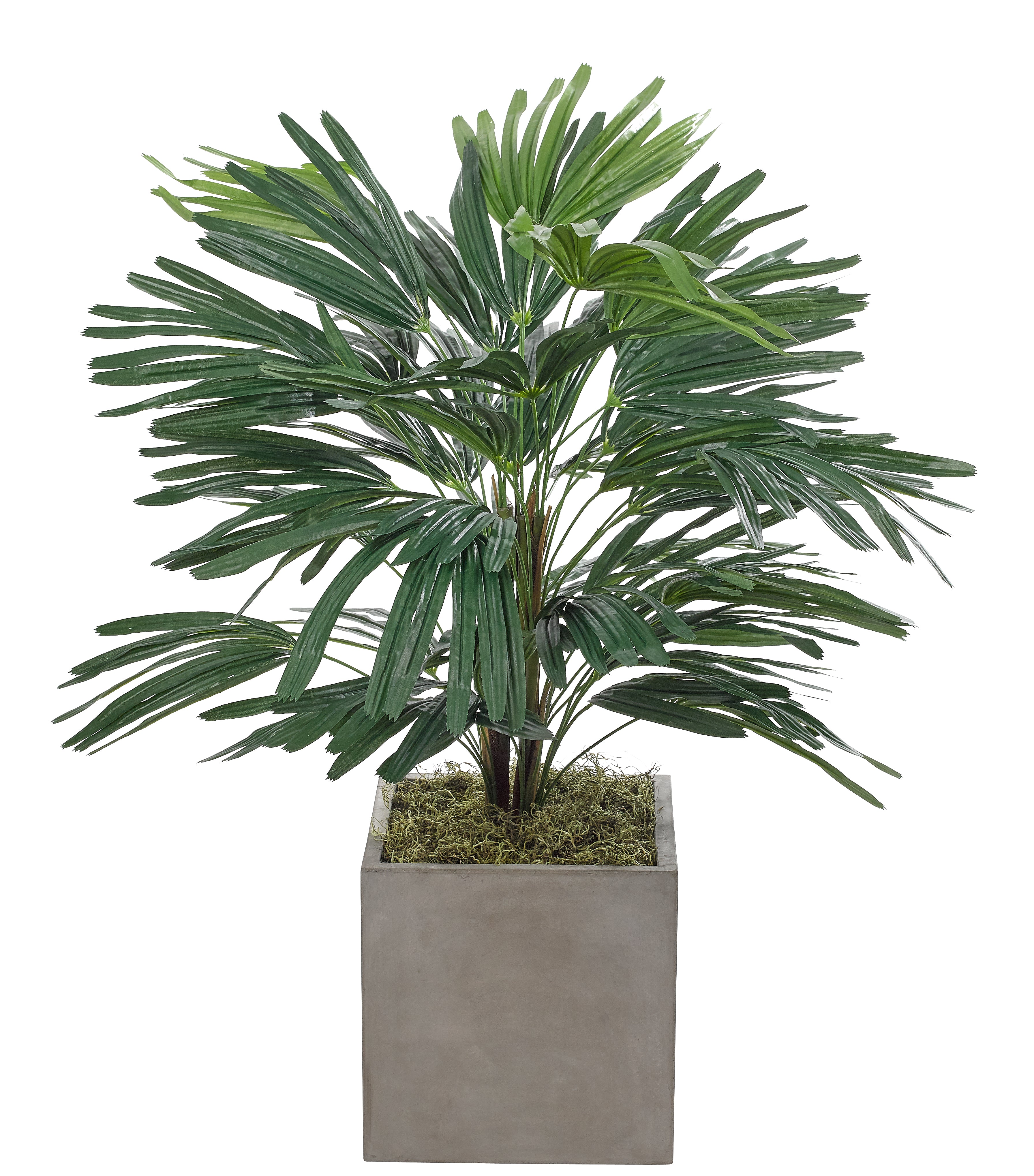 RAPHIS PALM BUSH, TREE,  CONCRETE FINISH CUBE,